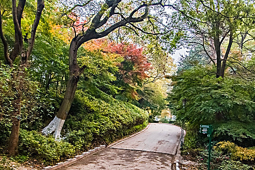 南京中山植物园景观