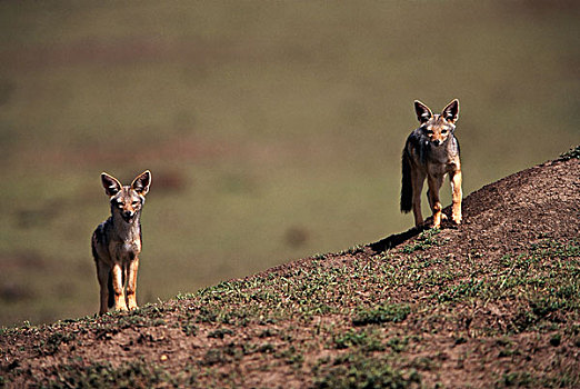 肯尼亚,马赛马拉国家保护区,头像,黑背狐狼,大幅,尺寸