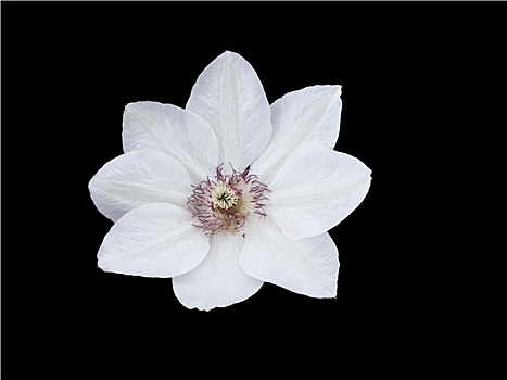 白色,铁线莲,花
