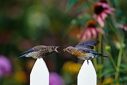 东部知更鸟,雌性,进食,幼鸟,栅栏,靠近,花园