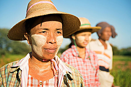 缅甸,农民,站立,排