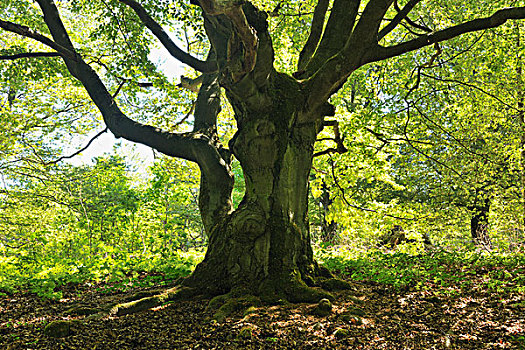 老,山毛榉树,黑森州,德国