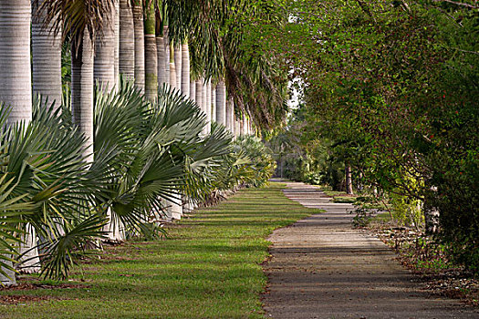 人行道,排列,棕榈树,迈阿密,佛罗里达