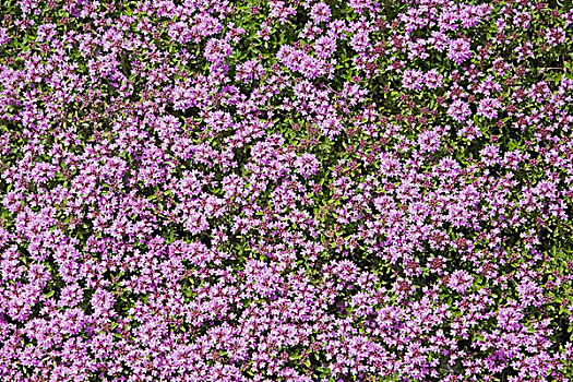 紫罗兰,花,高山,花园,蒙特利尔,植物园,魁北克,加拿大,北美