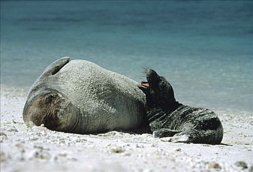 夏威夷,僧海豹,母兽,哭,幼仔,休息,靠近,海岸线