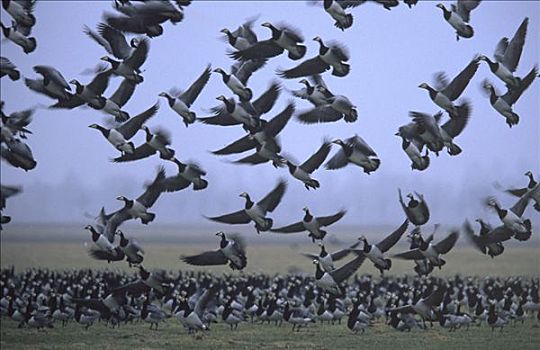 白额黑雁,群,飞起,欧洲