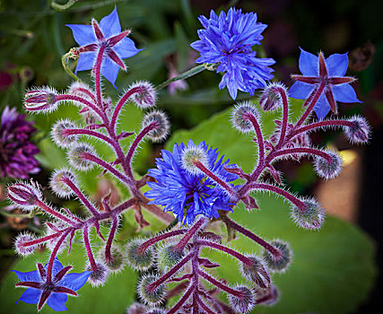 蓝色,琉璃苣,矢车菊,花,特写,照片,背景