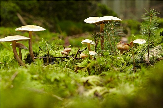蘑菇,苔藓,林中地面