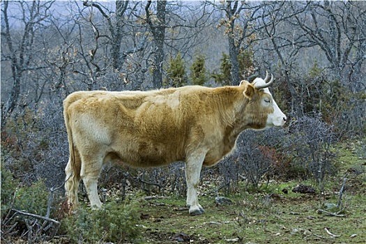 褐色,母牛