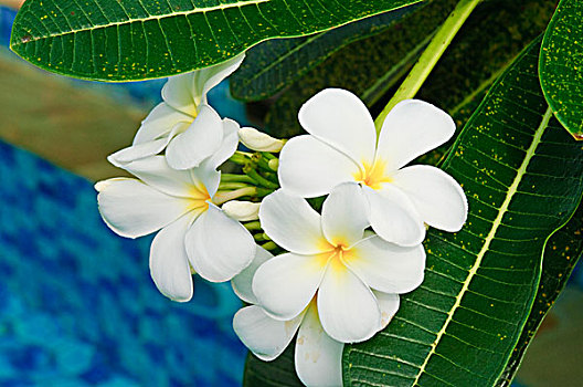 雅浦岛,白色,鸡蛋花,花