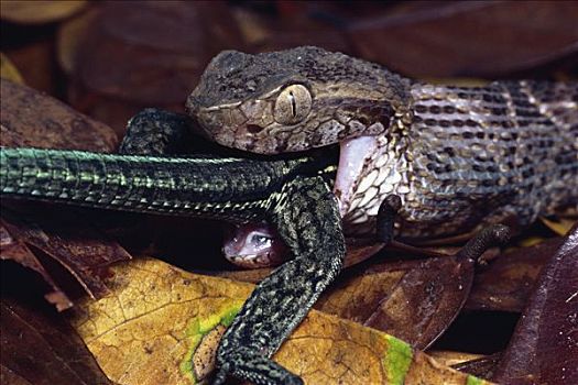 蛇,吞吃,蜥蜴,雨林,哥斯达黎加