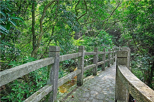 桥,树林
