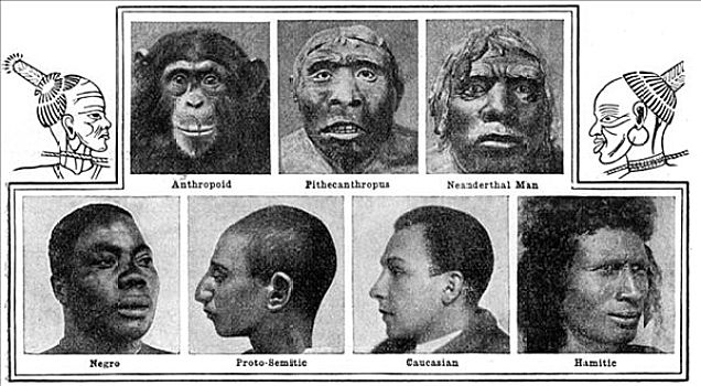 进化,造型,鼻子