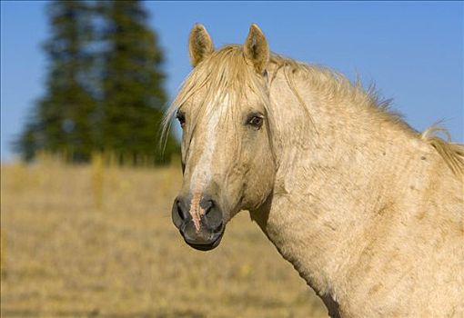 马,普赖尔山野马放牧区,蒙大拿