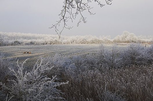 绵羊,霜冻,地点,荷兰