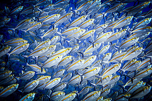 鱼群,鱼,印度尼西亚