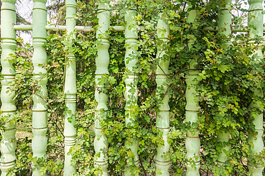 绿色的栅栏和茂盛的植物