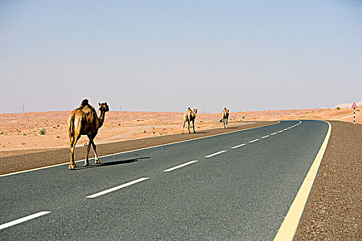 骆驼,途中