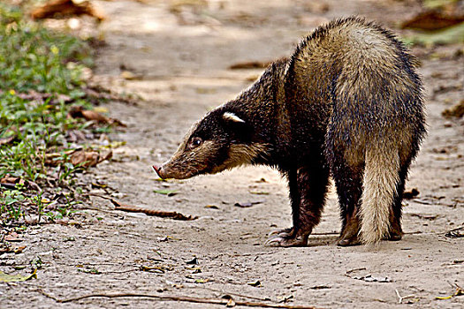 猪,獾,卡齐兰加国家公园,阿萨姆邦,印度,亚洲