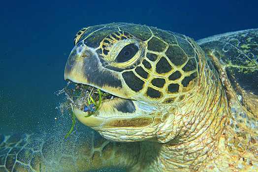 绿海龟,龟类,吃,海洋,草,动物,海滩,民都洛,菲律宾,亚洲