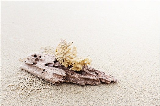浮木,珊瑚,海滩