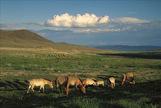 马,牧群,放牧,欧洲,国家公园,蒙古