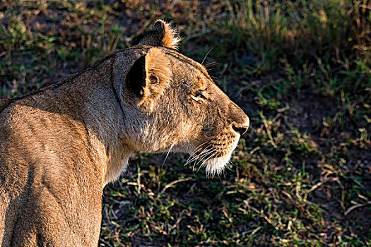 雌狮,马赛马拉,肯尼亚,非洲