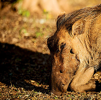 模糊,南非,野生动物,自然保护区,野生,疣猪