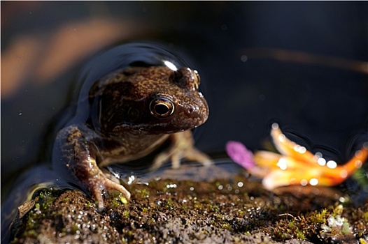 褐色,青蛙,水塘