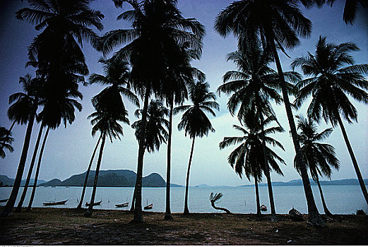 棕榈树,船,岸边,马来西亚
