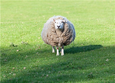 大,圆,绵羊,草地,威尔士