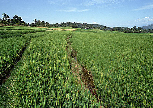 印度尼西亚,苏门答腊岛,稻田