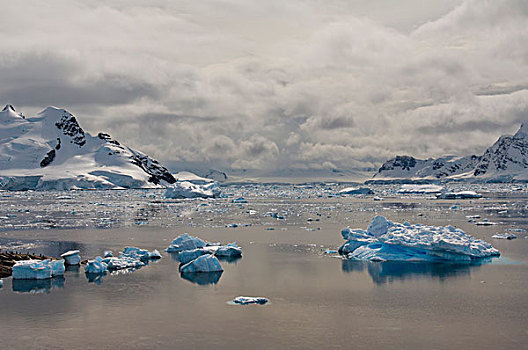 漂浮,冰,天堂湾,南极半岛,南极