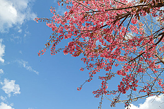粉红色花树