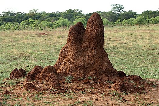 蚁丘,非洲
