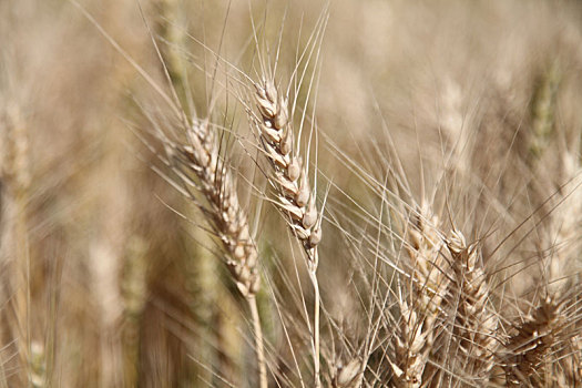新疆巴里坤,高产优质小麦成熟,金黄遍地
