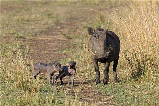 疣猪,雌性,两个,小猪,肯尼亚,东非