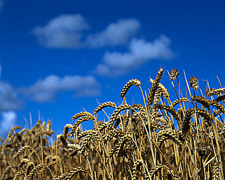 小麦,北方,都柏林