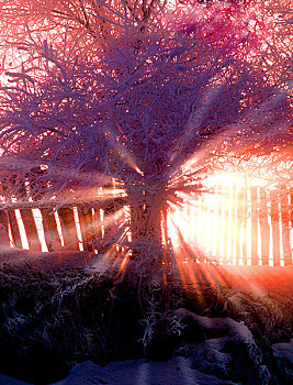 冬天的光线照射到树林中