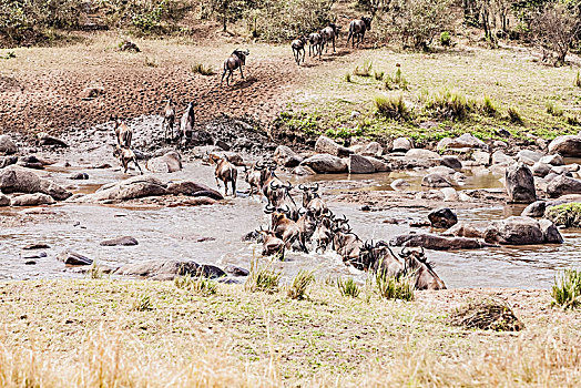 坦桑尼亚塞伦盖蒂草原角马生态环境
