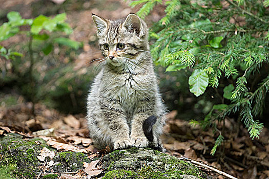 幼兽,野猫科动物,小猫,动物,围挡,巴伐利亚森林国家公园,巴伐利亚,德国,欧洲