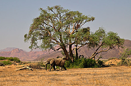 非洲象,干燥,河,达马拉兰,纳米比亚,非洲