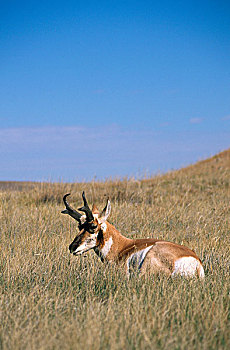 叉角羚,成年,休息,草,卡斯特州立公园,南达科他,美国