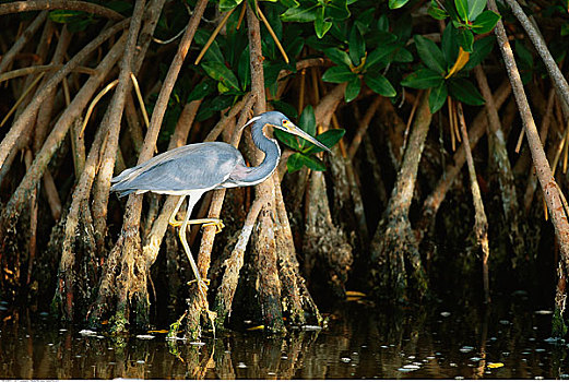 白鹭,达尔灵野生动植物保护区,佛罗里达,美国