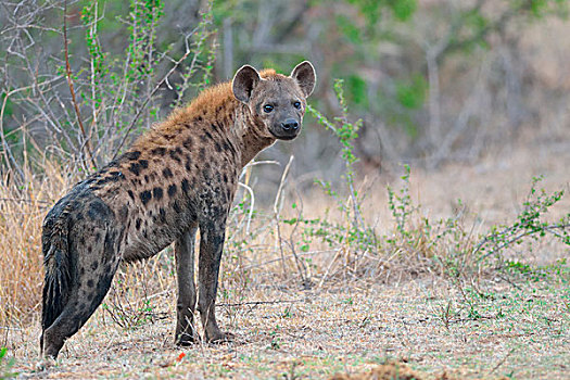 斑鬣狗,站立,克鲁格国家公园,南非,非洲