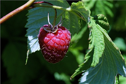 成熟,树莓,农作物