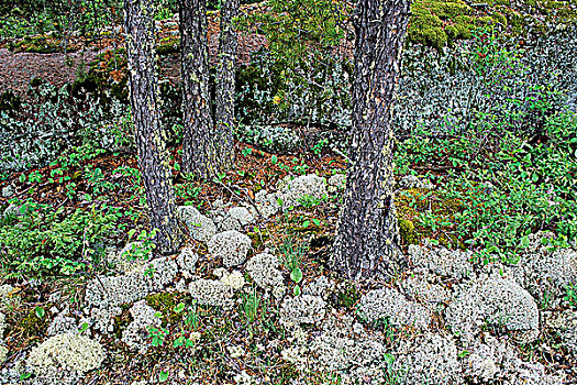 林中地面,苔藓,怀特雪尔省立公园,曼尼托巴,加拿大