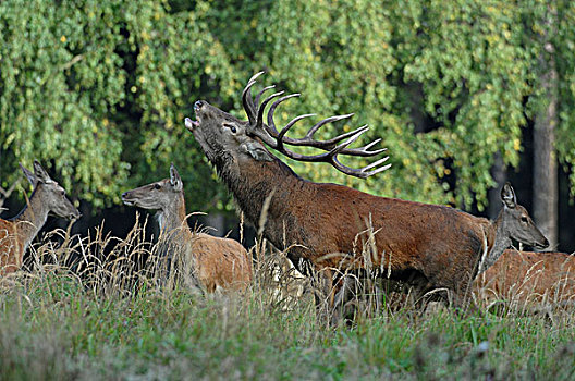 赤鹿,鹿属,鹿,杜鹿,叫,自然保护区,下萨克森,德国,欧洲