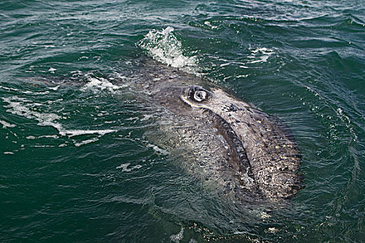 灰鲸,三个,星期,老,幼兽,下加利福尼亚州,墨西哥