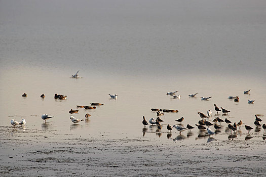 深圳湾冬季候鸟群